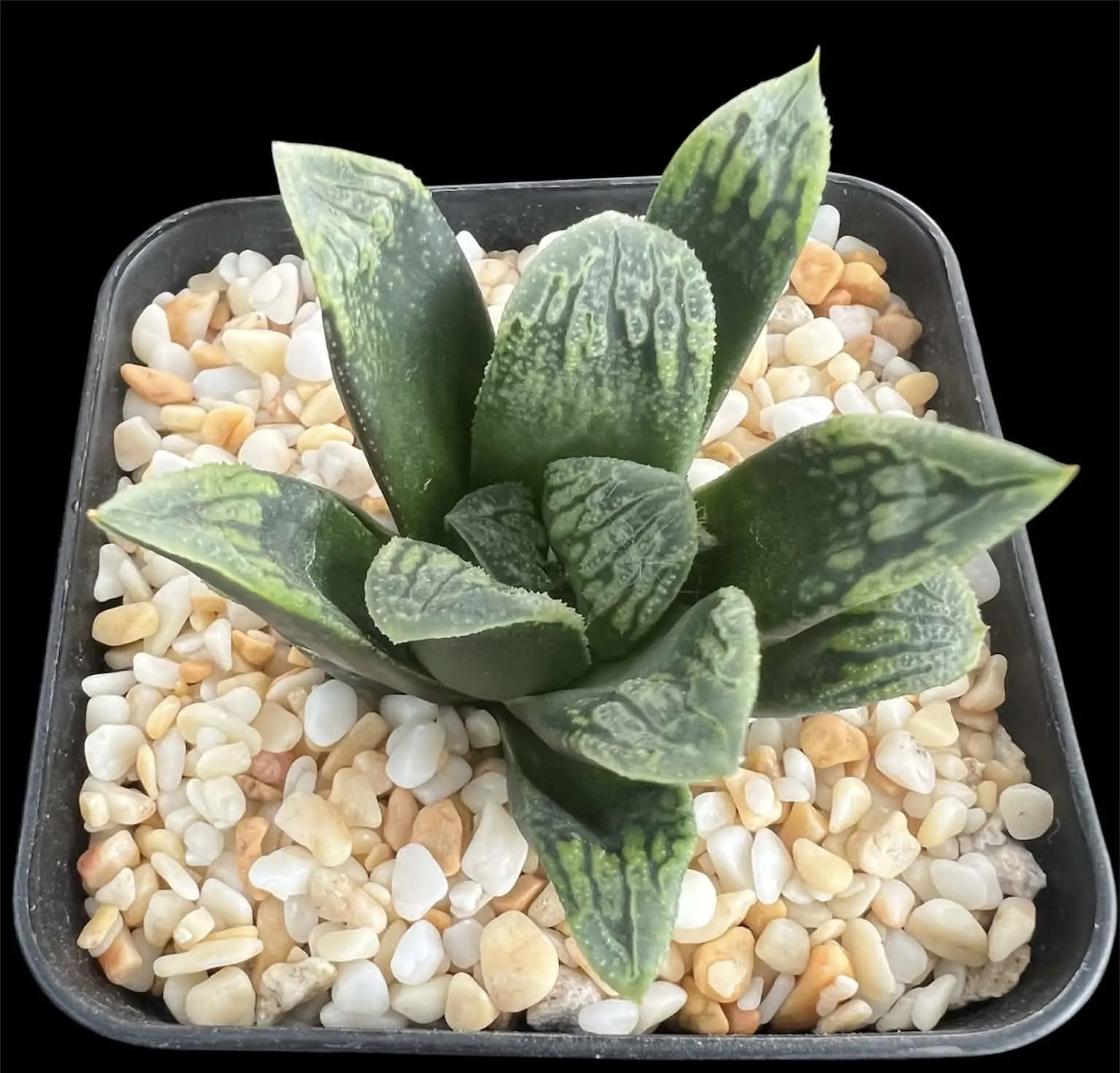 HAWORTHIA GREENLAND (RENNY) - 7CM POT - Image 2