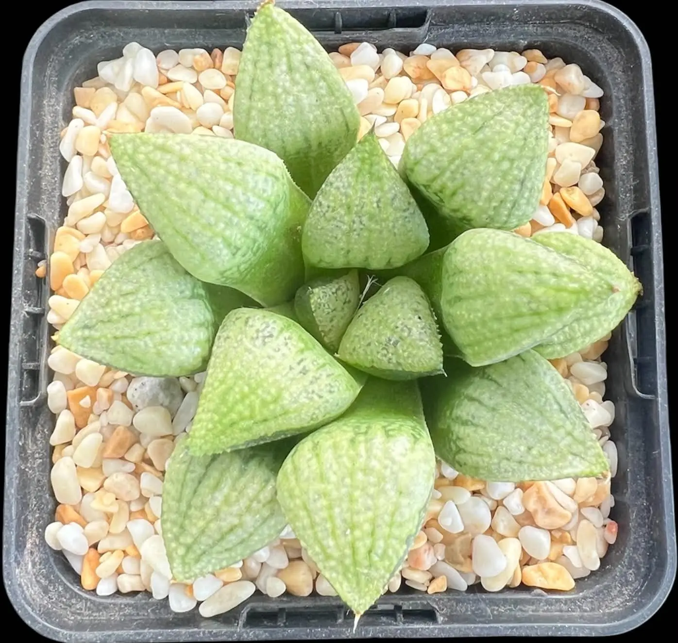 HAWORTHIA WORLD NO 1 PICTA - 9CM POT
