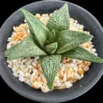 HAWORTHIOPSIS PICTA X KOELMANIORUM - POETRY TW