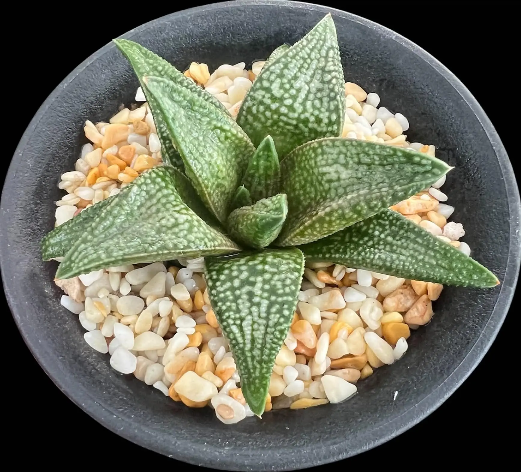 HAWORTHIOPSIS PICTA X KOELMANIORUM - POETRY TW