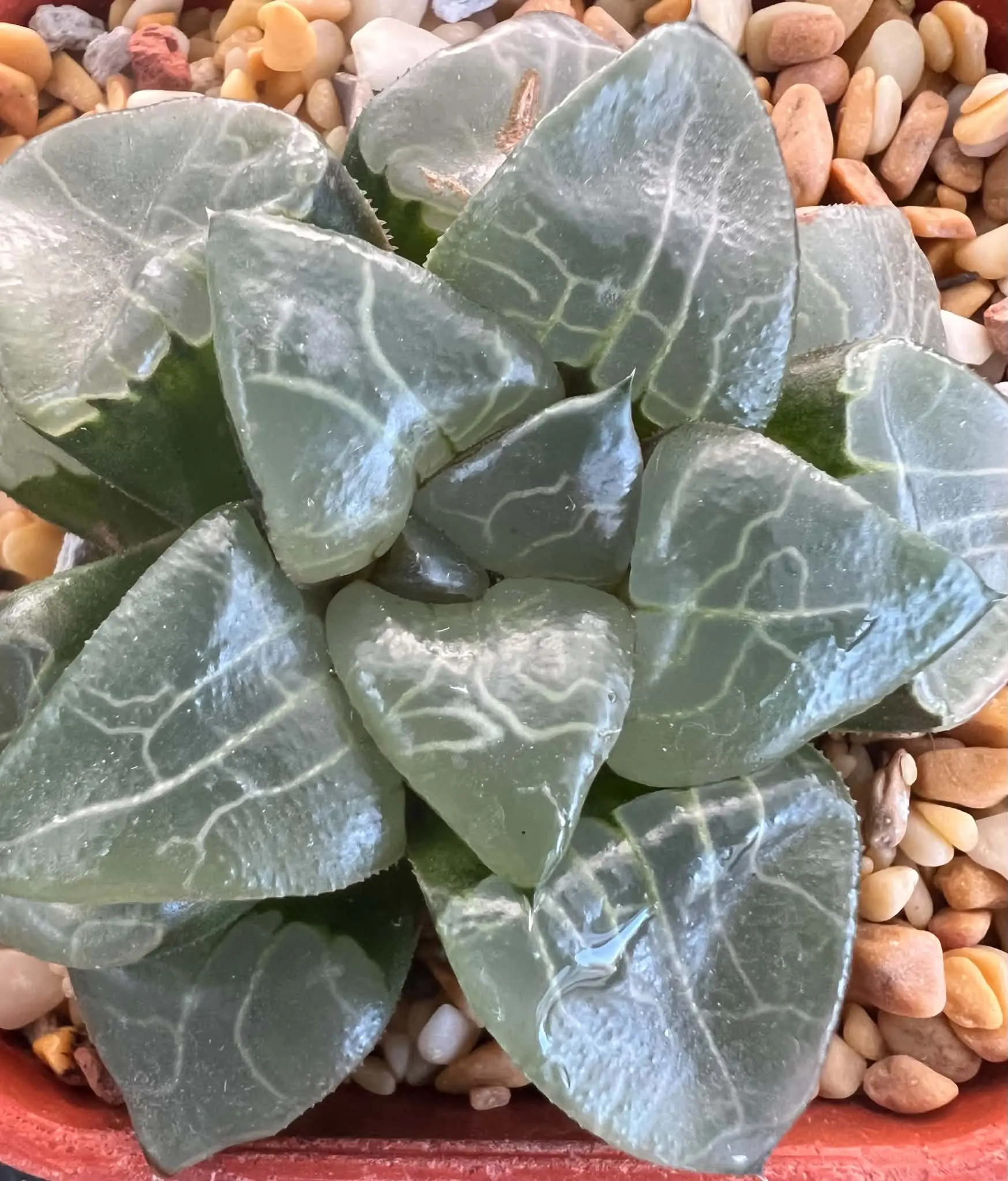 HAWORTHIA ATHENA - 7CM POT