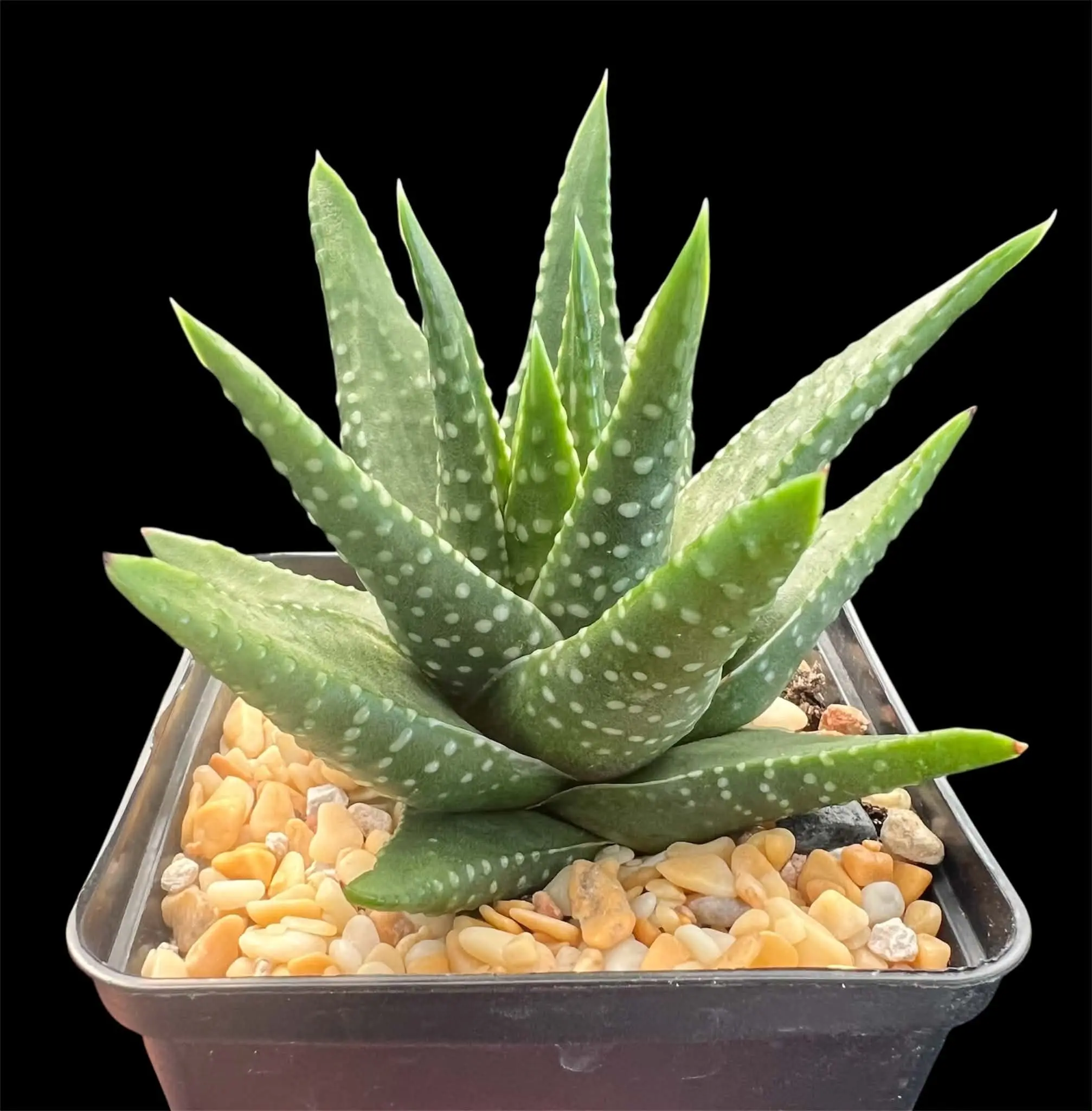 HAWORTHIA KINGIANA - 7CM POT