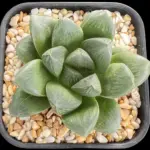HAWORTHIA RED RUM (RENNY) - 7.5CM POT