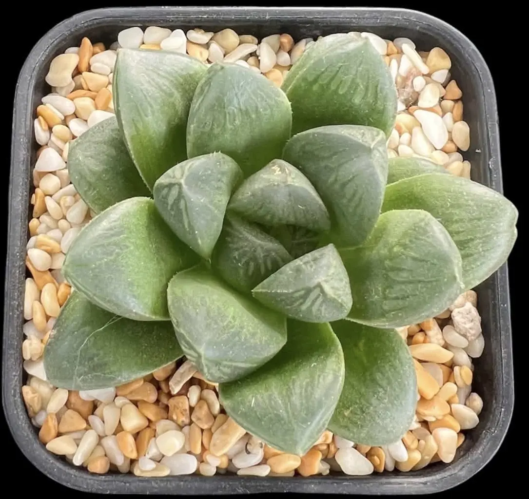 HAWORTHIA RED RUM (RENNY) - 7.5CM POT