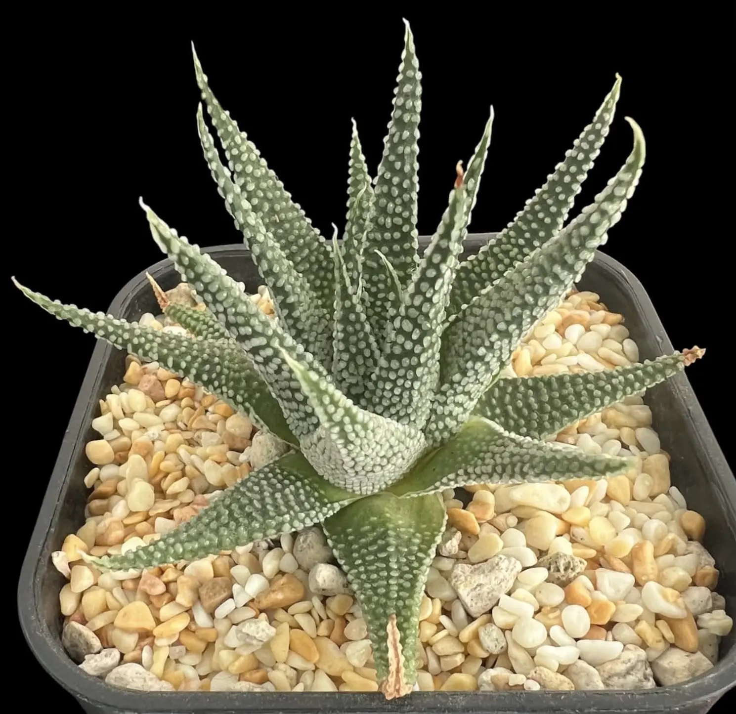 TULISTA OPALINA - 10CM POT - Image 4