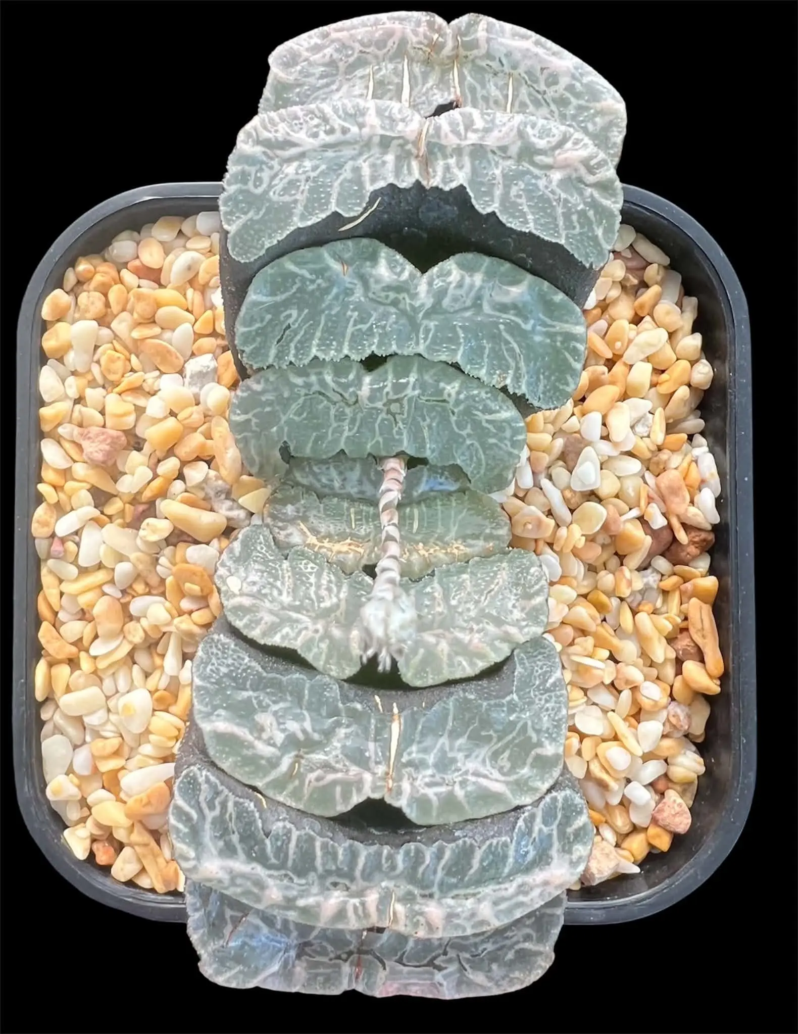 HAWORTHIA TRUNCATA OB1 - 10.5CM POT - Image 2