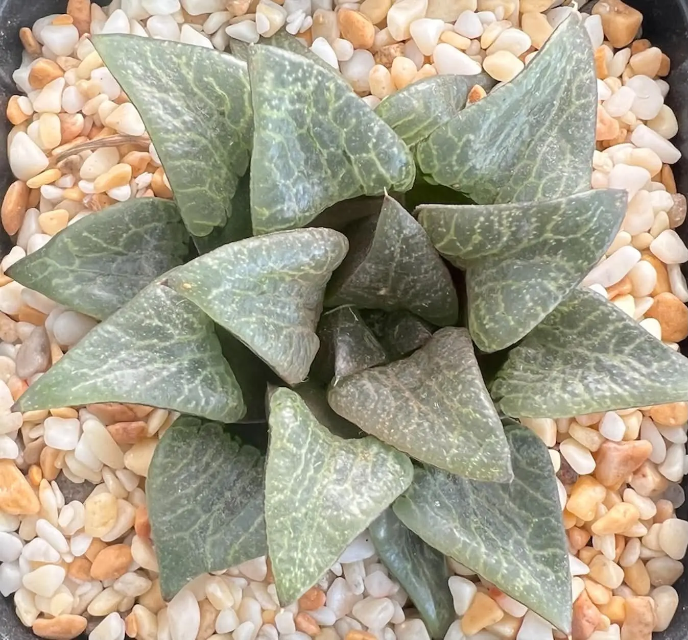 HAWORTHIA CHUANG DONG - 9CM POT - Image 2