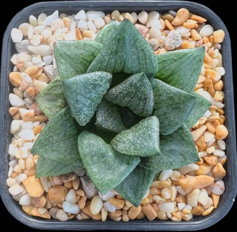 HAWORTHIA COMPTONIANA GM260 VAALKRANZ S/W WILLOWMORE (GM) - 8CM POT