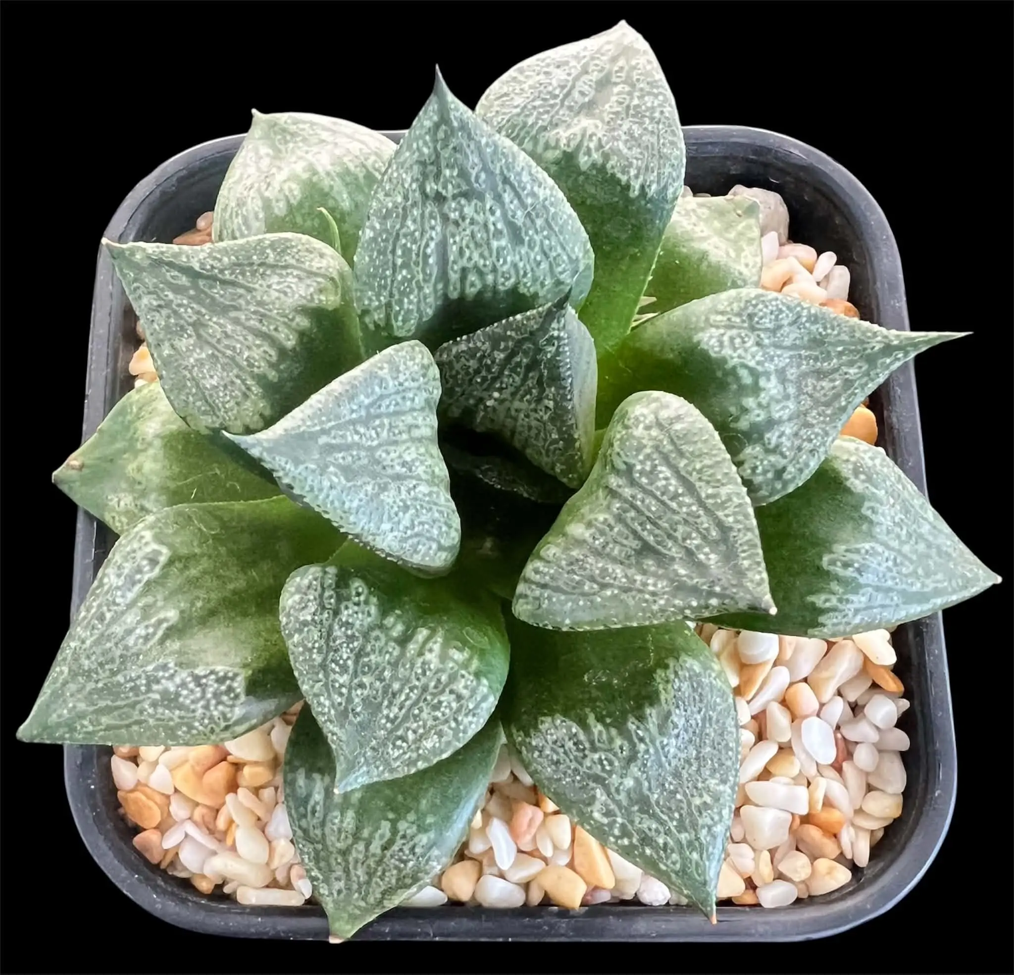 HAWORTHIA COMPLEX COMPTONIANA HYBRID (GM) - 8CM POT