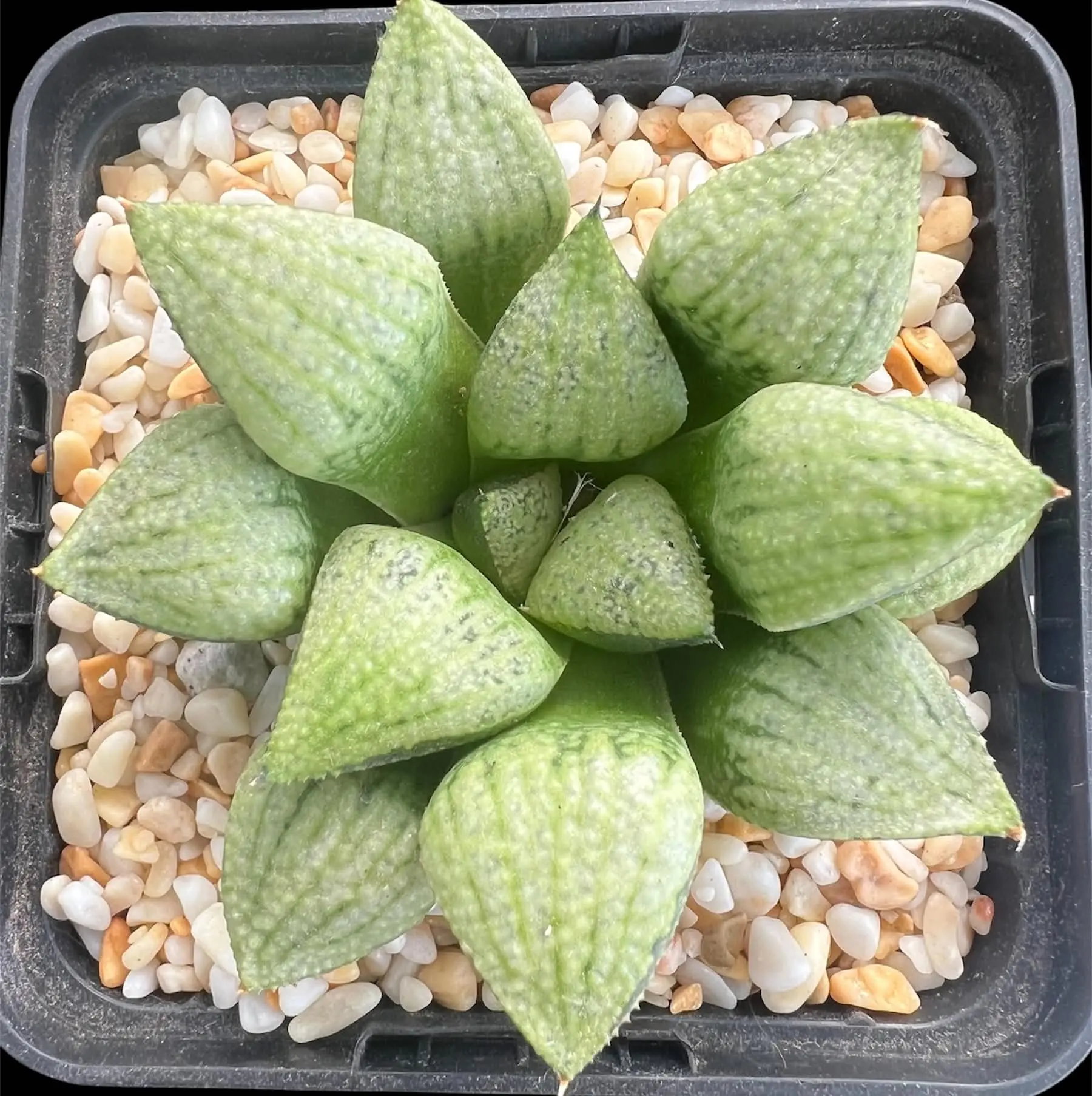 HAWORTHIA WORLD NO 1 PICTA - 9CM POT - Image 2