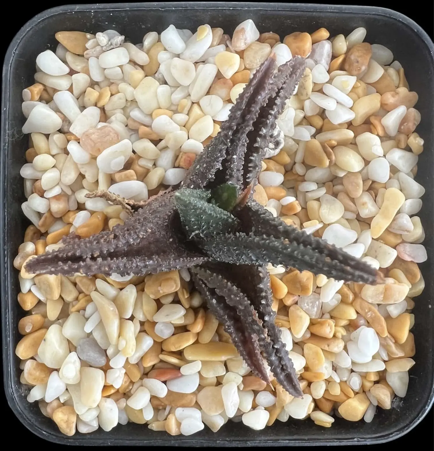 HAWORTHIA ONIGAWARA - 7CM POT