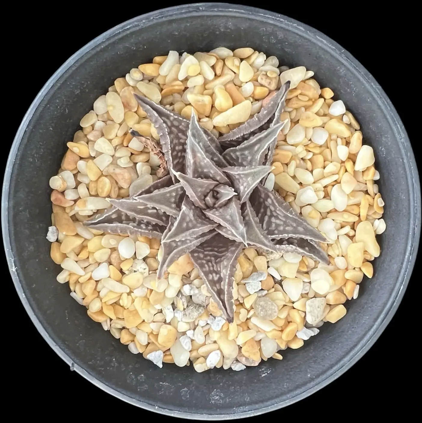 HAWORTHIOPSIS LIMCROCK (GM) - 9CM POT