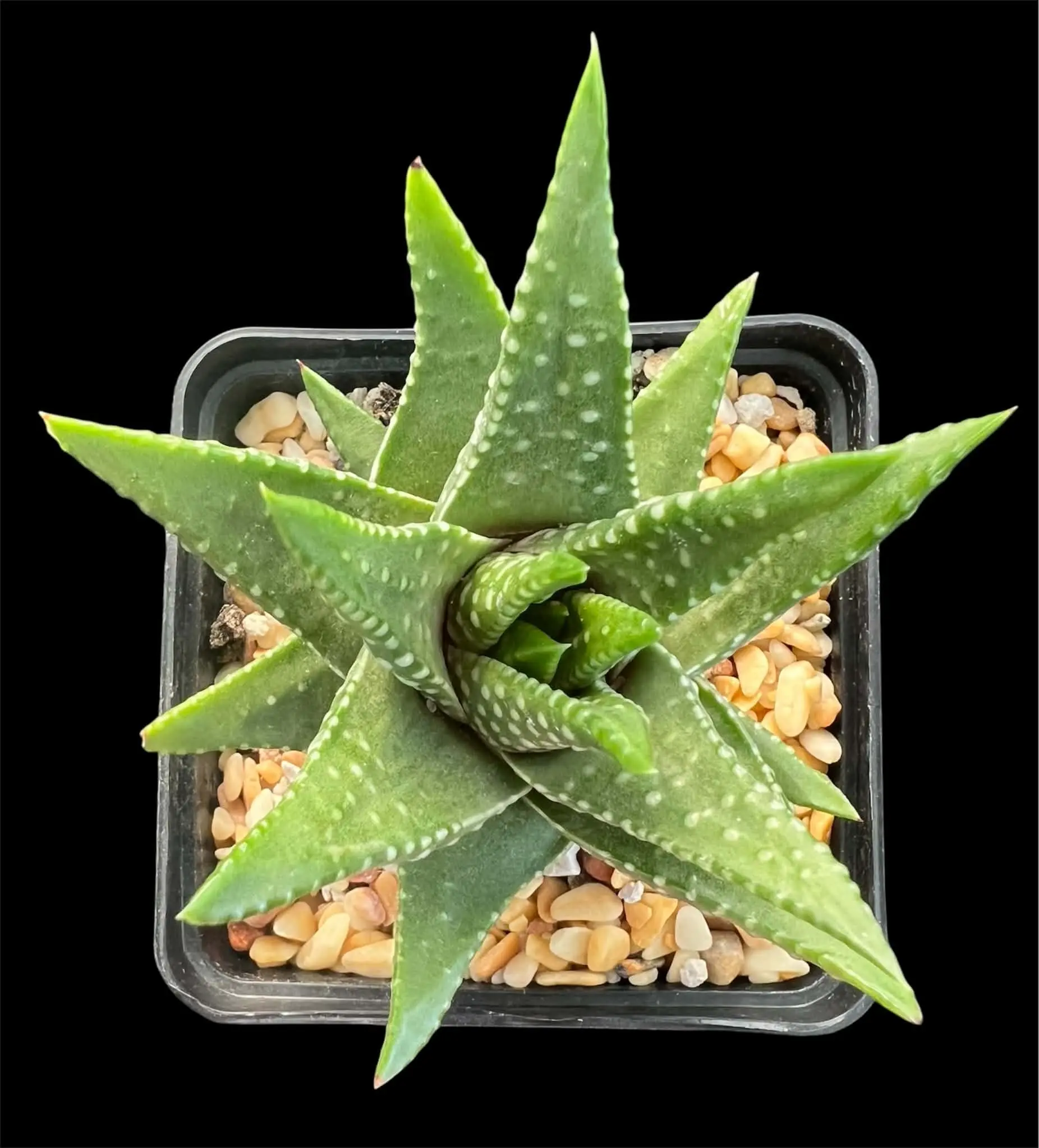 HAWORTHIA KINGIANA - 7CM POT - Image 3