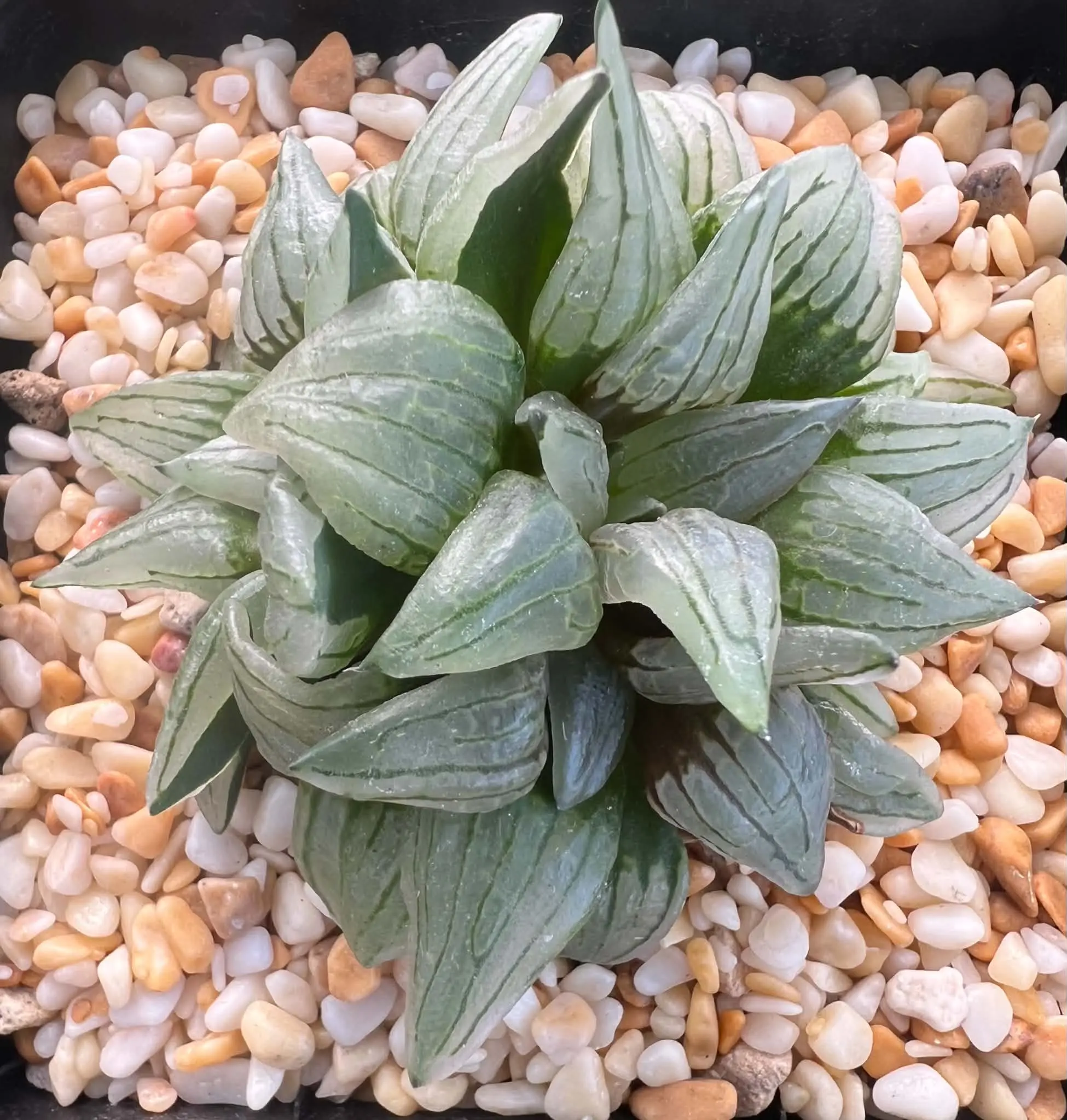 HAWORTHIA WATERMELON - DOUBLE HEAD - 9CM POT - Image 4