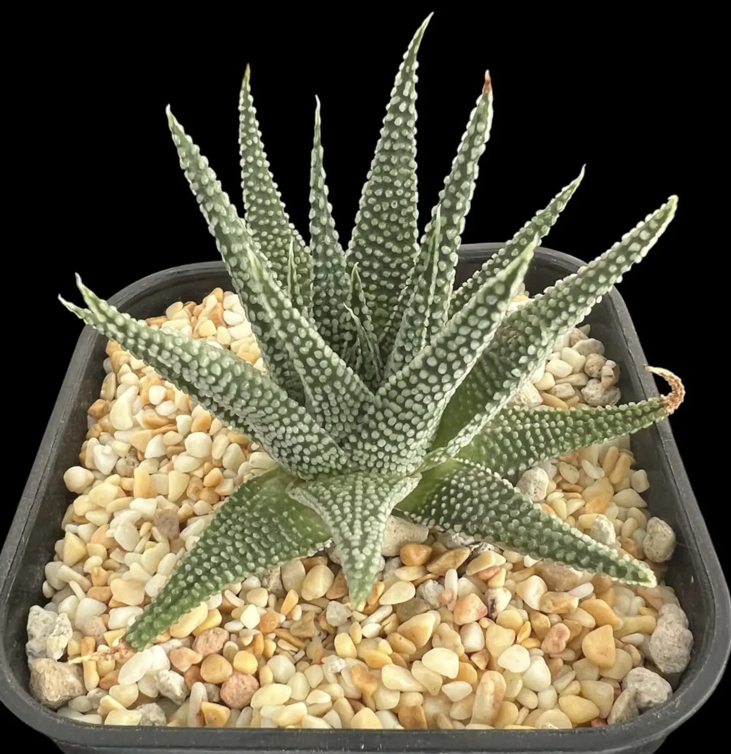 TULISTA OPALINA - 10CM POT