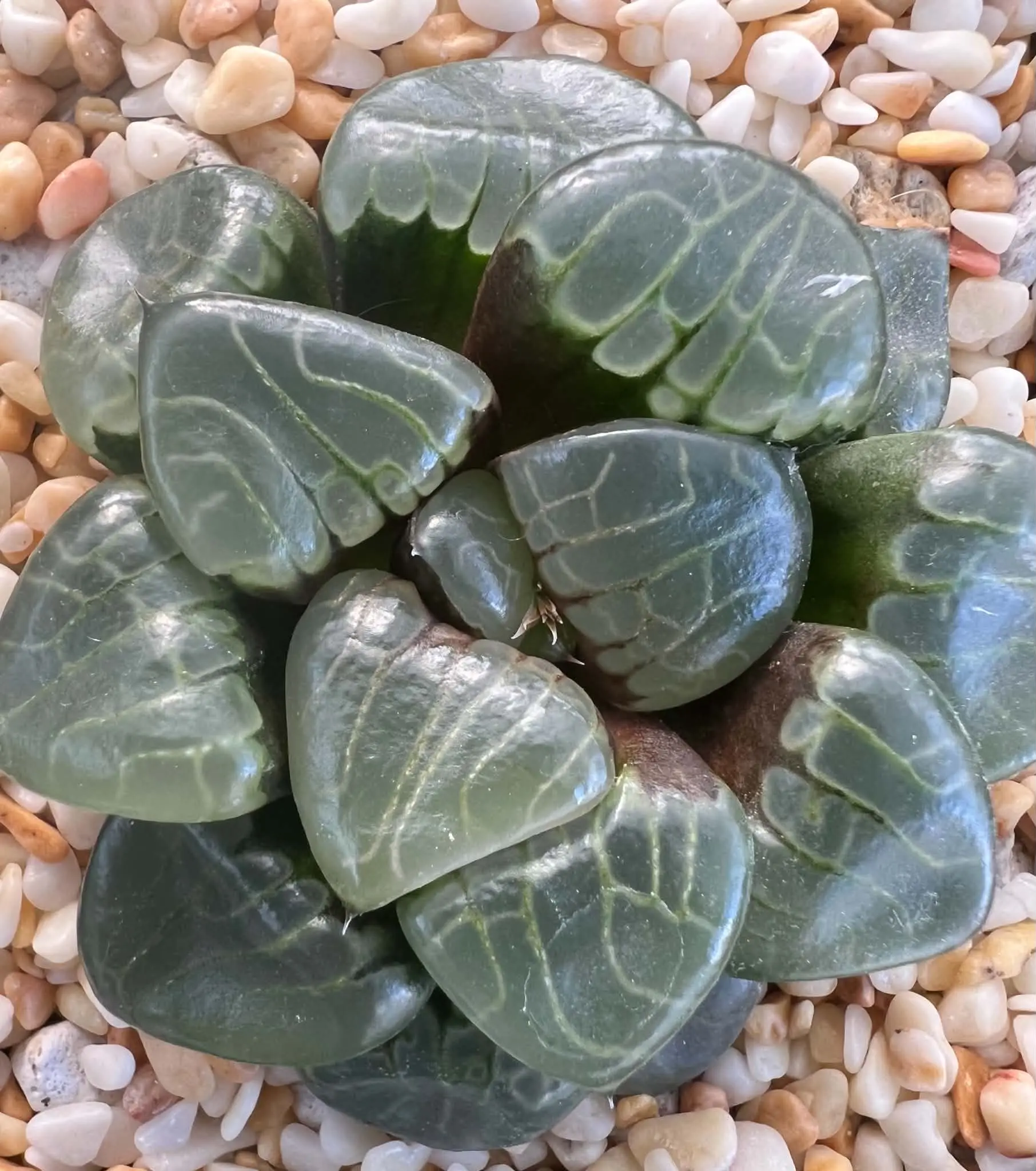 HAWORTHIA  ICE SOUL - 9CM POT