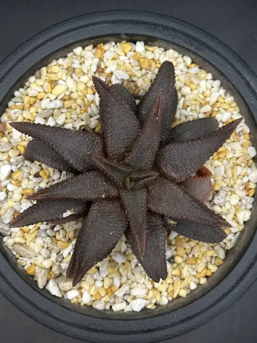 HAWORTHIOPSIS KOELMANIOURUM - 12CM PLANT