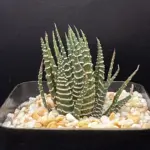 HAWORTHIOPSIS FASCIATA - 7CM POT