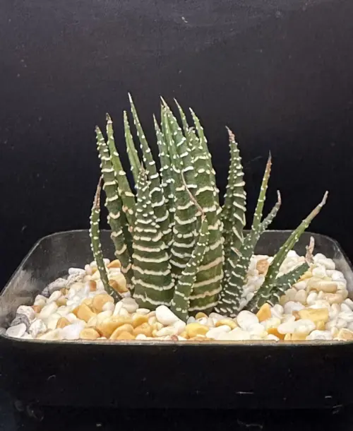 HAWORTHIOPSIS FASCIATA - 7CM POT