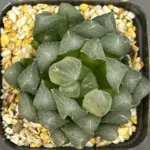 HAWORTHIA OBTUSA RED LINES - OFFSETTING — 7CM POT