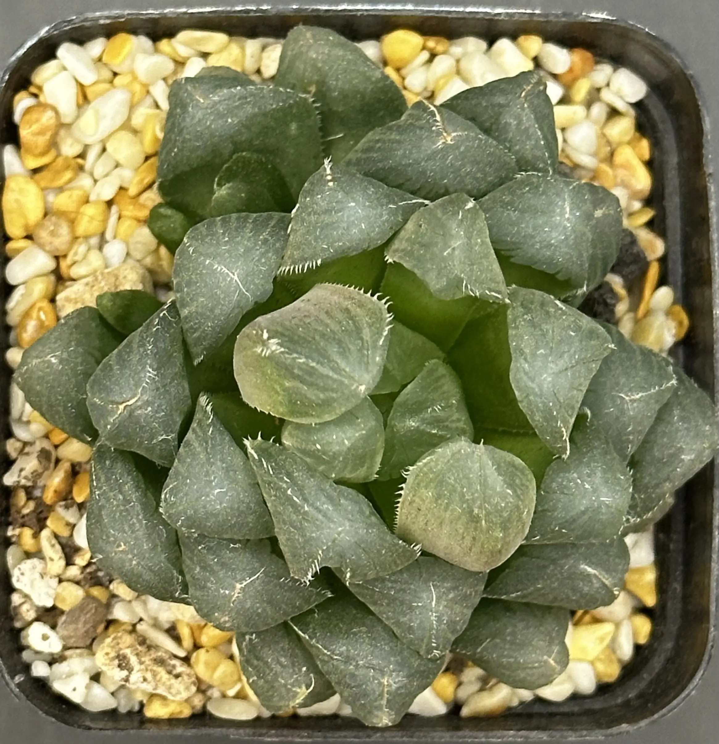 HAWORTHIA OBTUSA RED LINES - OFFSETTING — 7CM POT