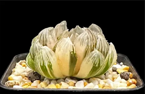 HAWORTHIA COOPERI DRAGONS CLAW VARIEGATE - 7CM POT