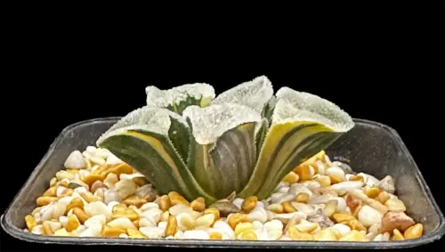 HAWORTHIA PYGMAEA MARUYA VARIEGATE - 7CM POT