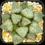 HAWORTHIA PICTA PINK BLUSH - 7CM POT