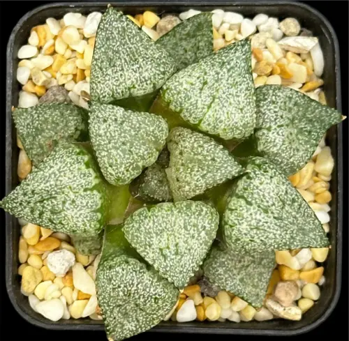 HAWORTHIA PICTA PINK BLUSH - 7CM POT