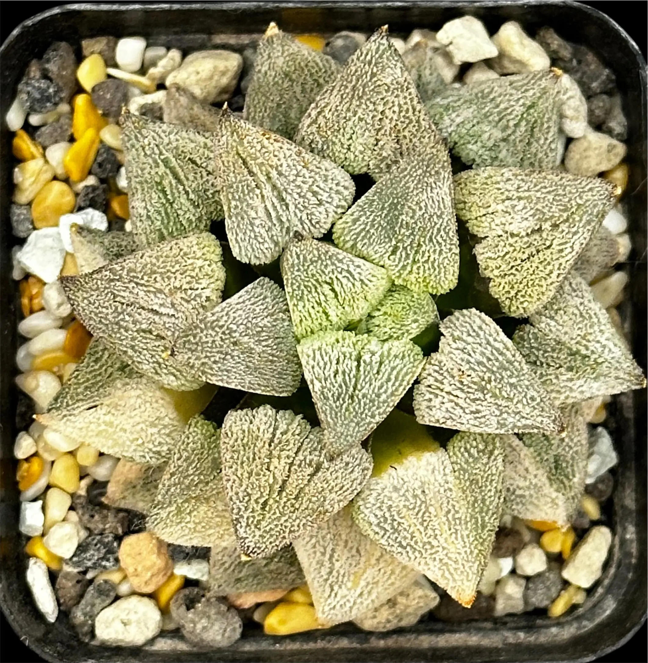 HAWORTHIA PYGMAEA OGIHARA VARIEGATE - 7CM POT - Image 3