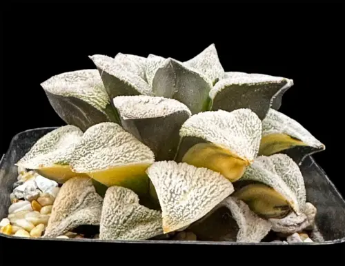 HAWORTHIA PYGMAEA OGIHARA VARIEGATE - 7CM POT