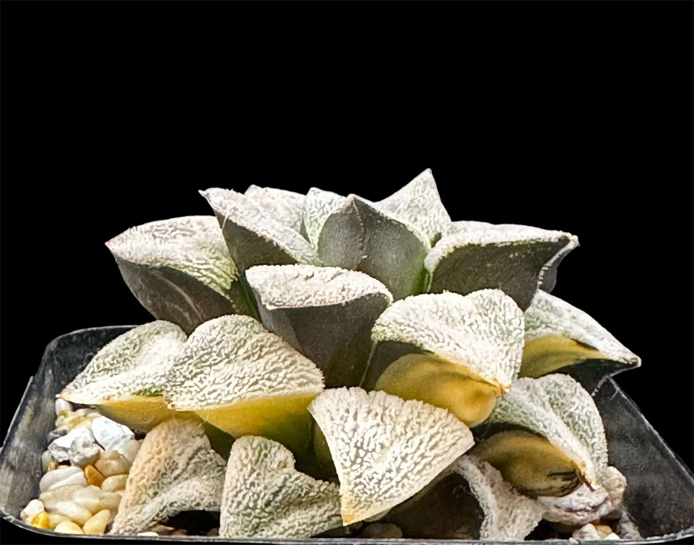 HAWORTHIA PYGMAEA OGIHARA VARIEGATE - 7CM POT - Image 4