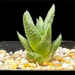 TULISTA HOSHIFUBUKI HYBRID - 7CM POT
