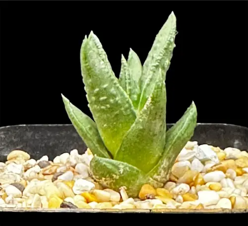 TULISTA HOSHIFUBUKI HYBRID - 7CM POT
