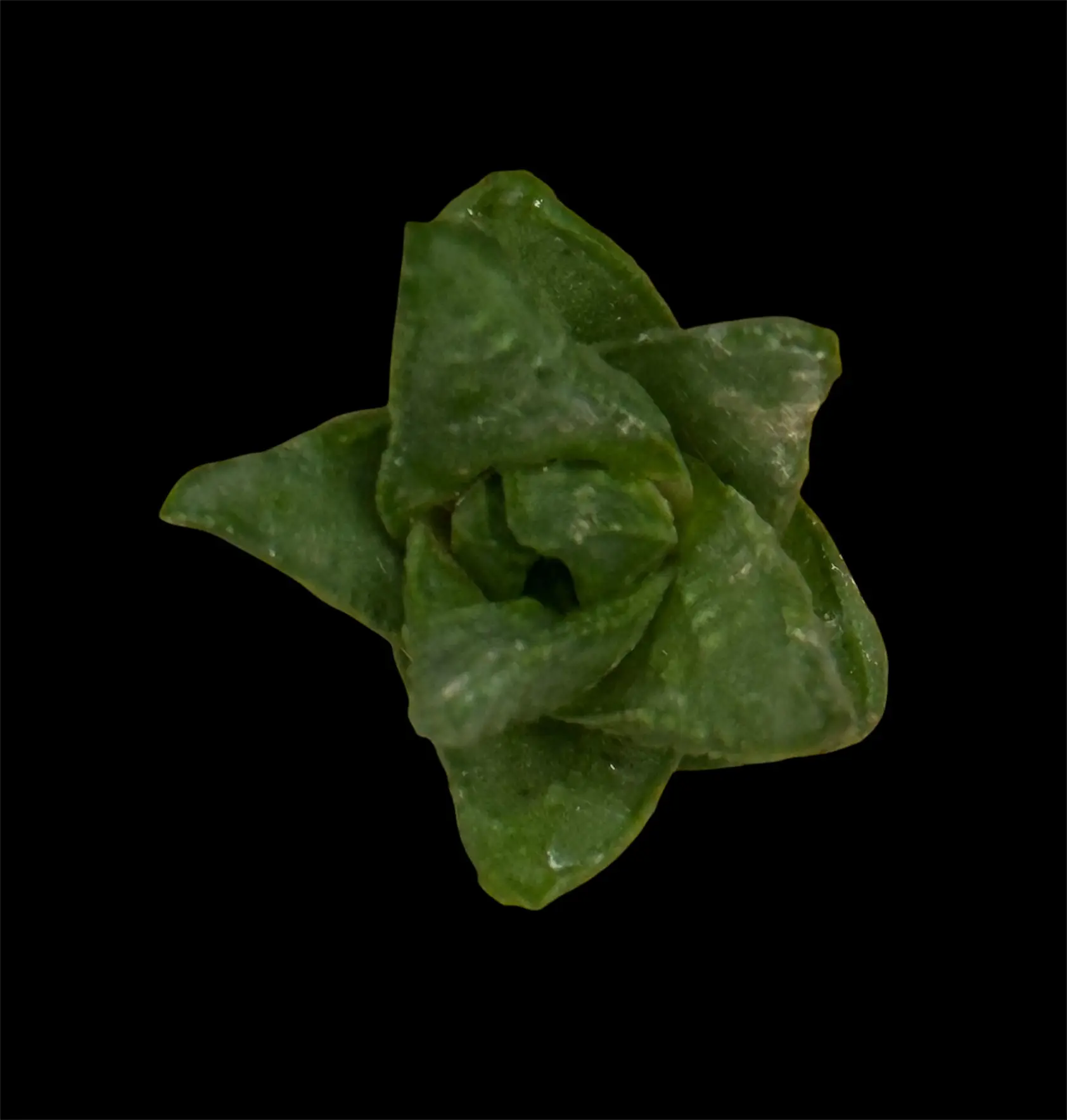 TULISTA HOSHIFUBUKI HYBRID - 7CM POT - Image 2