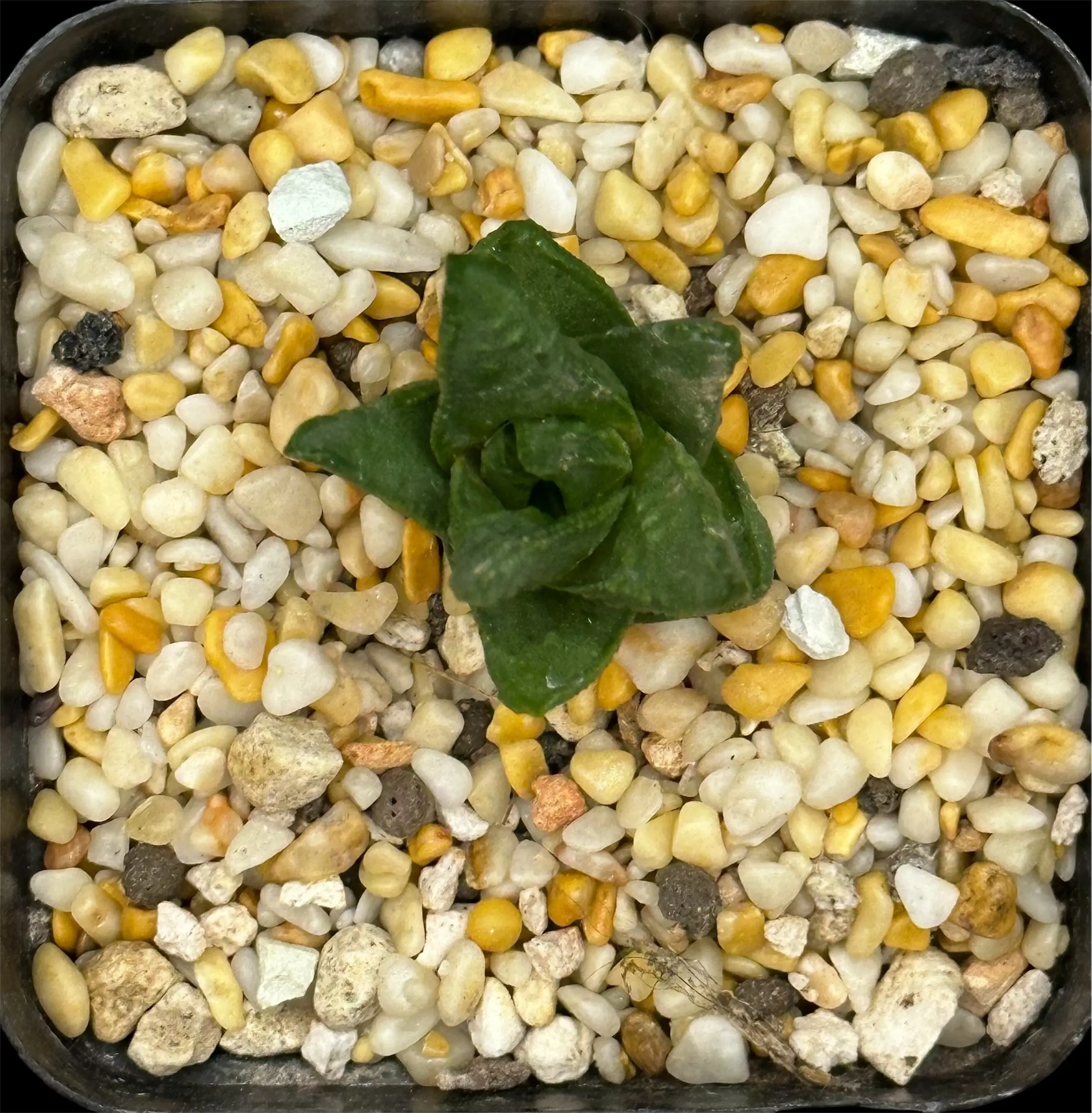 TULISTA HOSHIFUBUKI HYBRID - 7CM POT - Image 3