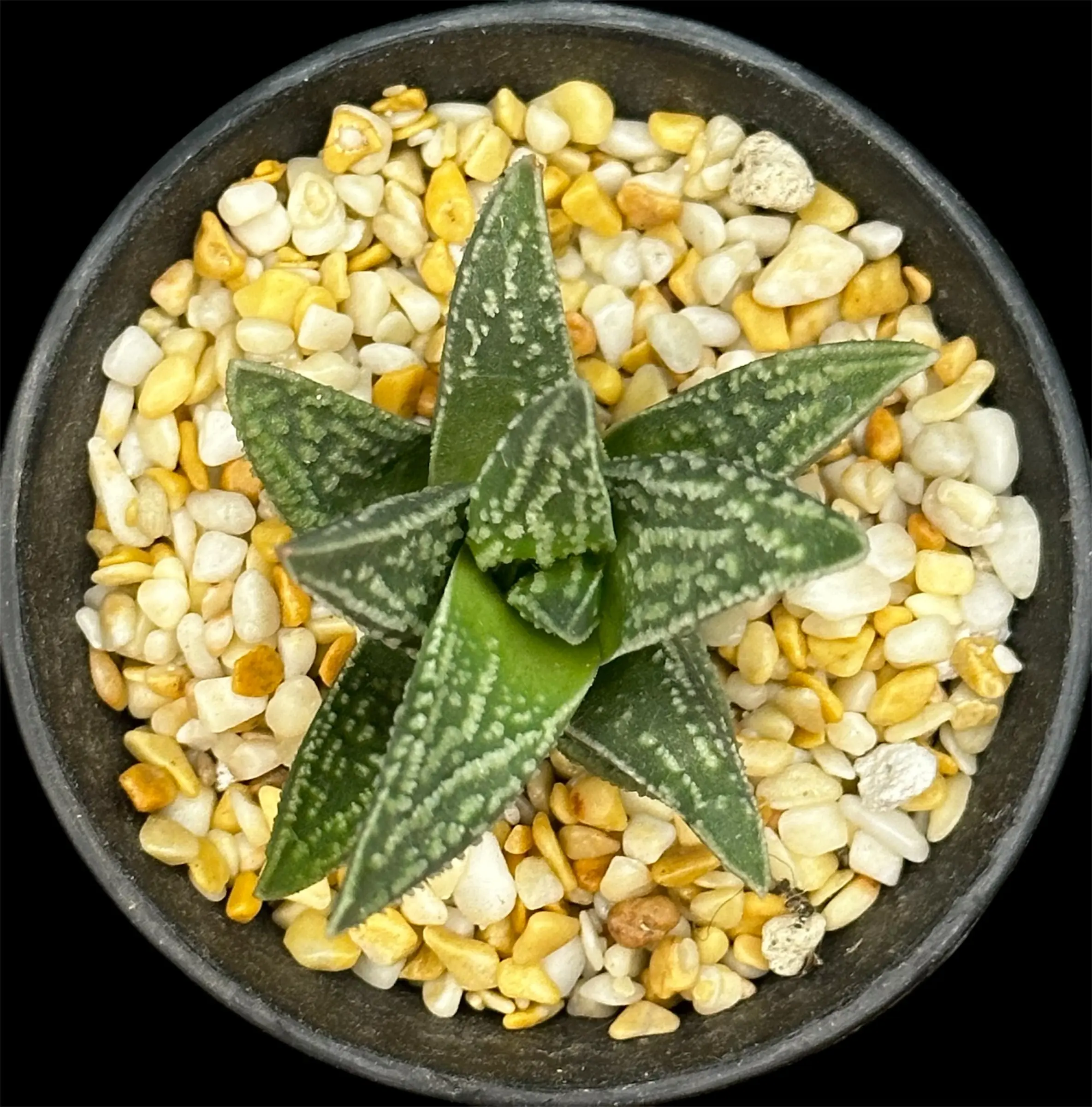 HAWORTHIA PURPLE PYGMAEA X TULISTA TEARS OF ANGELS - 7CM POT