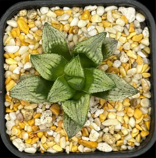HAWORTHIA HIMEJIJOU (RENNY) - 7CM POT