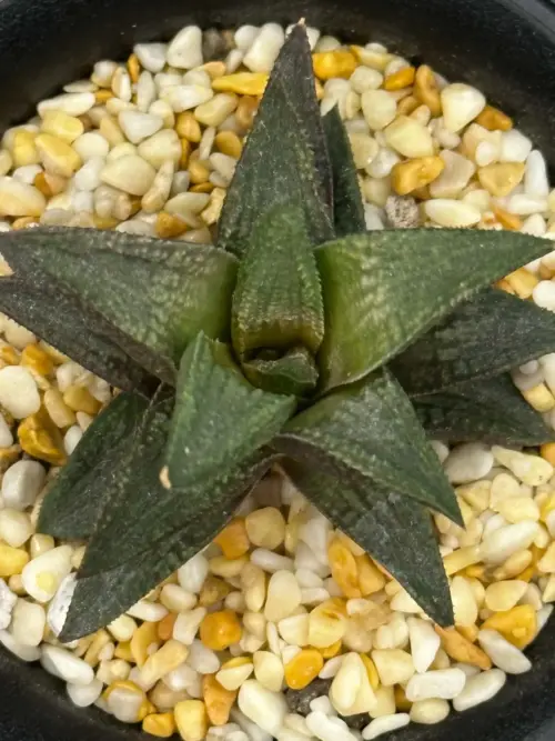 HAWORTHIOPSIS KOELMANIORUM HYBRID SEEDLING - 7CM POT